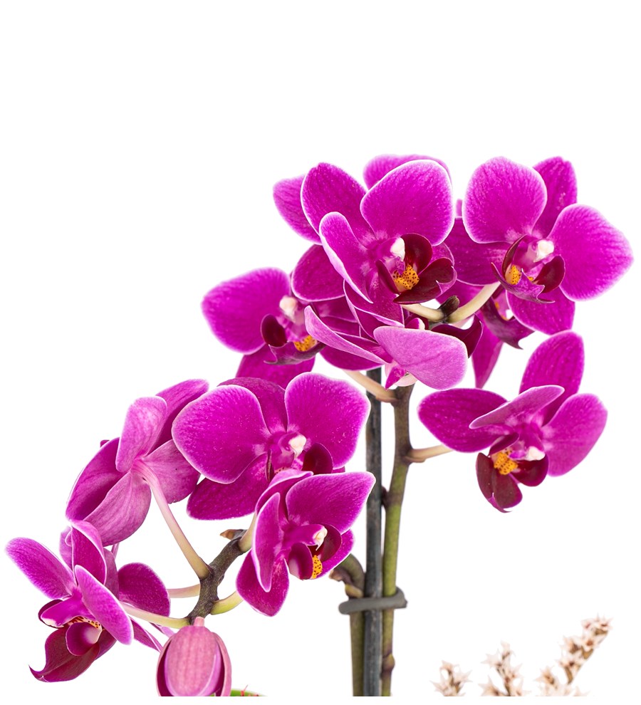 Mini Helen Serisi Tek Dal Orkide Tasarım - Mürdüm