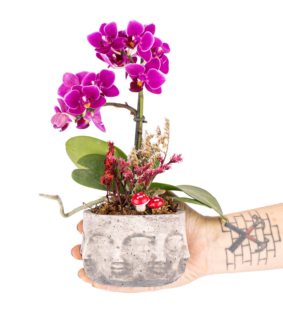 Binbir Surat Serisi Tek Dal Mini Orkide Orkide Tasarım 