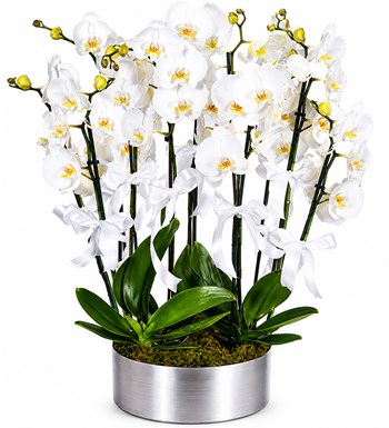 Lilyana Flowers - 10 Dallı Beyaz Orkide Aranjmanı