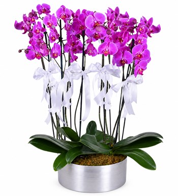 Lilyana Flowers - 10 Dallı Premium Mor Orkide
