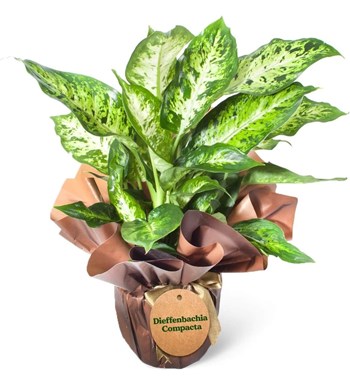 Difenbahya - Dieffenbachia Compacta