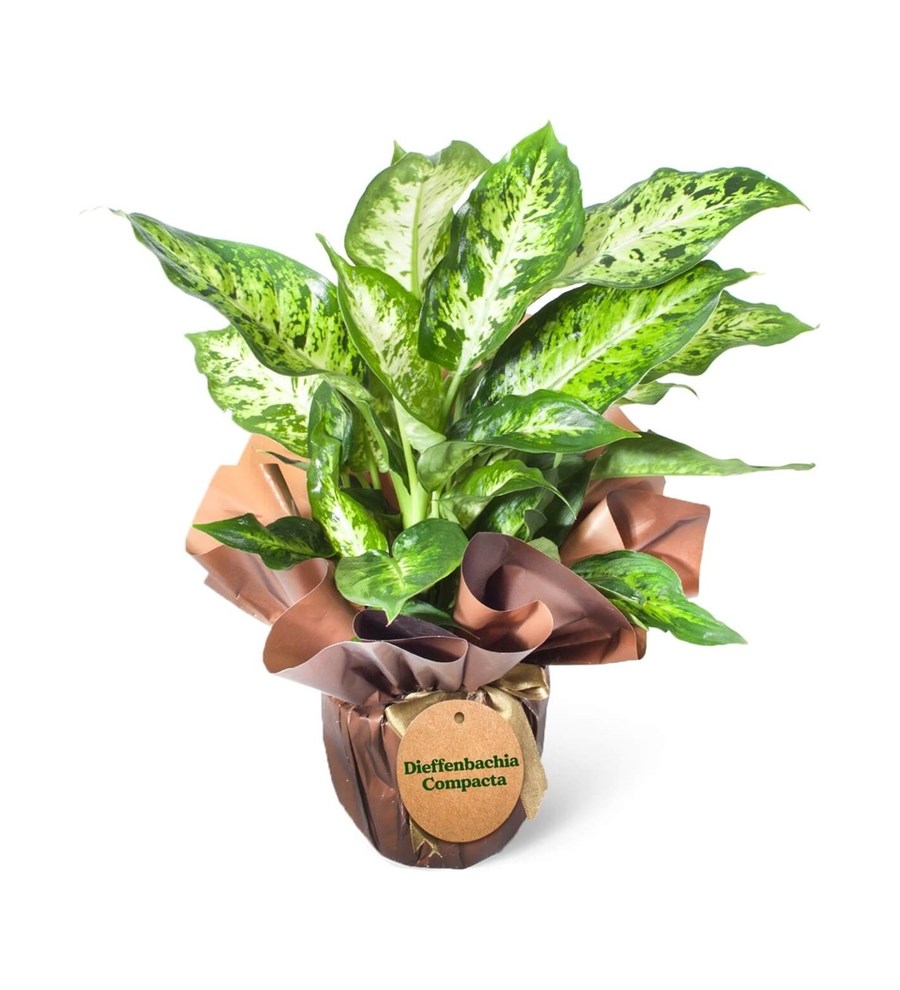 Difenbahya - Dieffenbachia Compacta