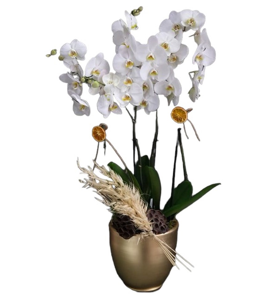 Beyaz Orkideler