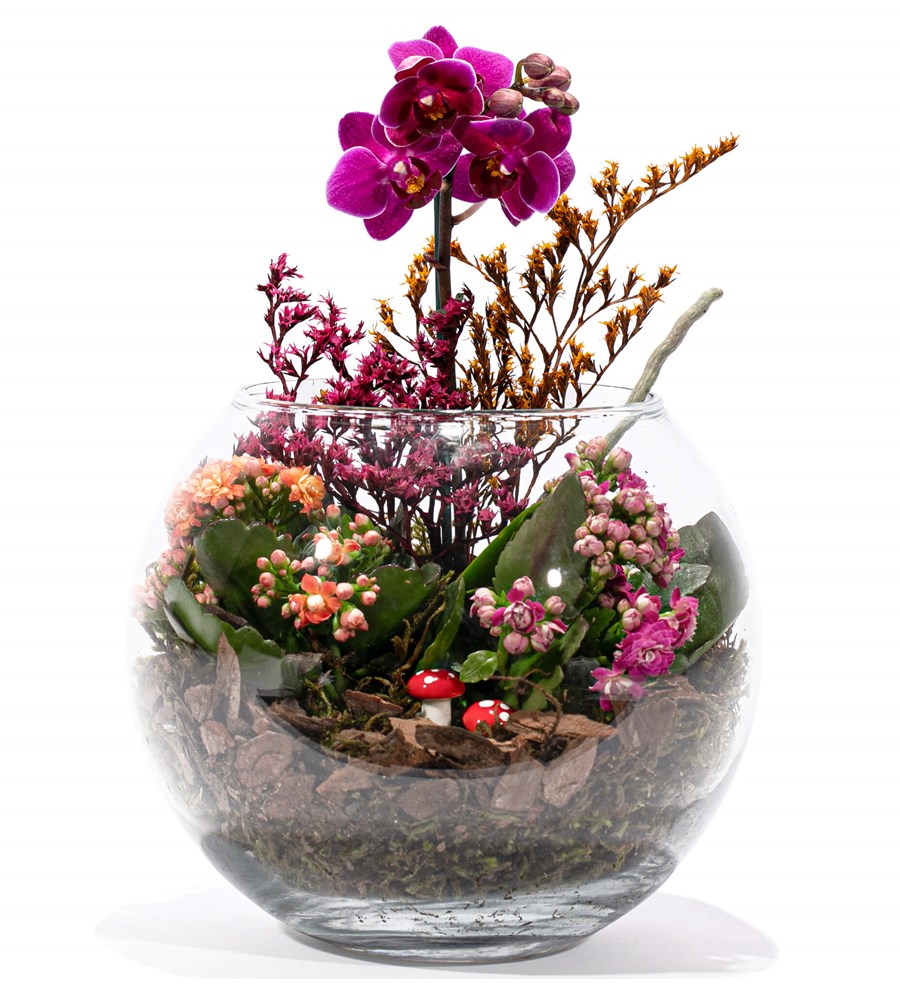 Doğasında Mini Orkide ve Kalanchoe Tasarım