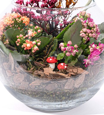 Doğasında Mini Orkide ve Kalanchoe Tasarım