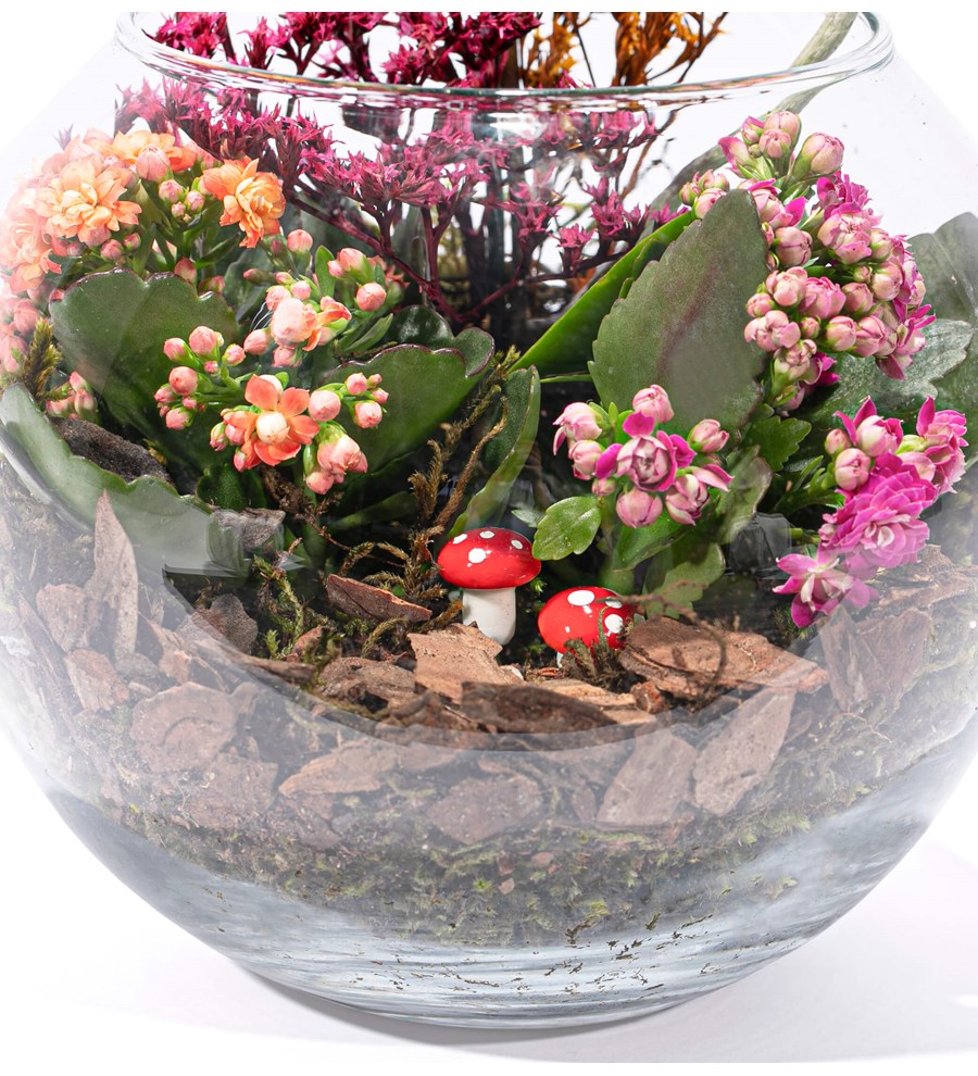 Doğasında Mini Orkide ve Kalanchoe Tasarım