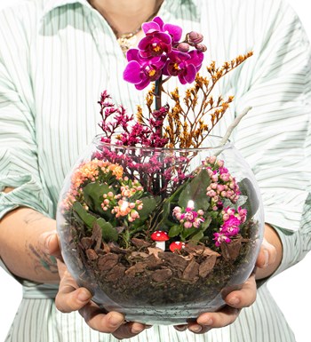 Doğasında Mini Orkide ve Kalanchoe Tasarım
