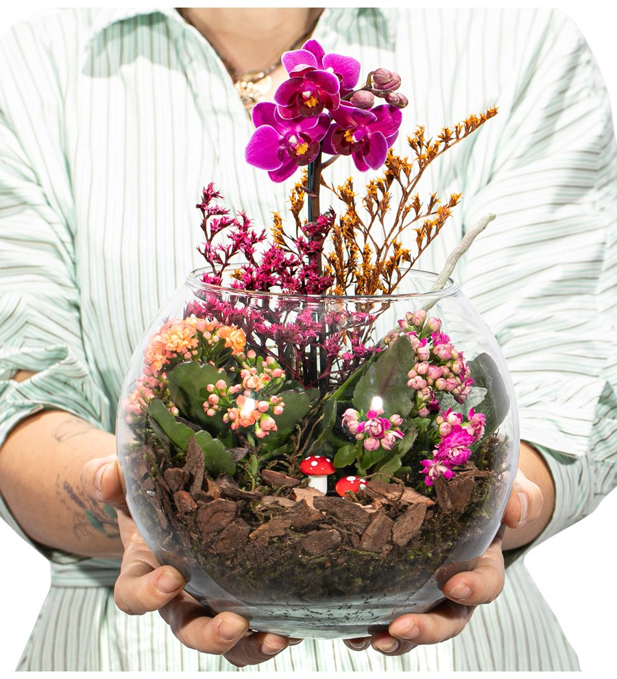 Doğasında Mini Orkide ve Kalanchoe Tasarım