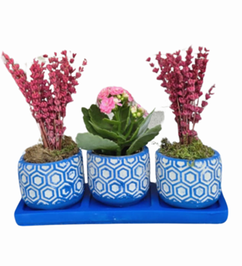 3'lü Mavi Trio Beton Saksıda Kalanchoe Ve Lavanta