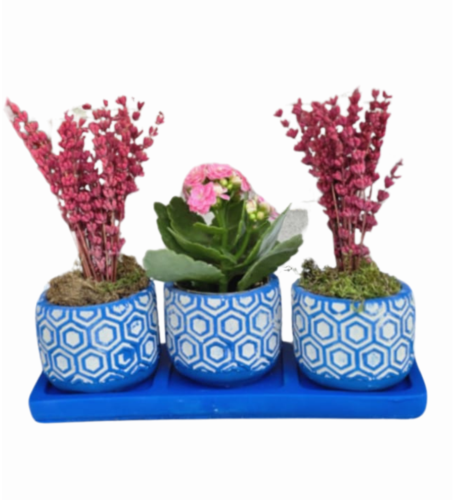 3'lü Mavi Trio Beton Saksıda Kalanchoe Ve Lavanta