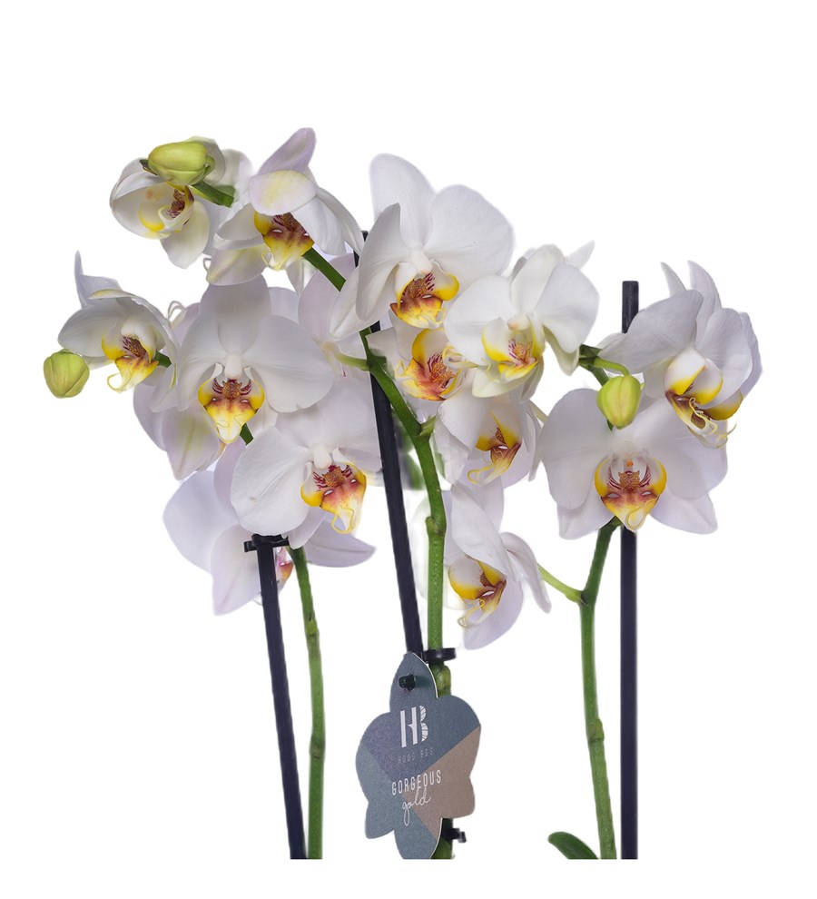 Bir Avuç Saksıda Beyaz İki Dal Orkide