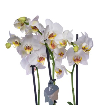 Çiçek Motifli Saksıda Beyaz İki Dal Orkide