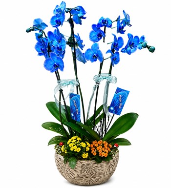 Lilyana Flowers - 4 Dallı Mavi Orkide