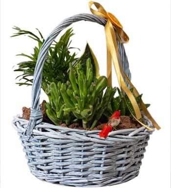 Crassula ve Sukulent Bahçesi