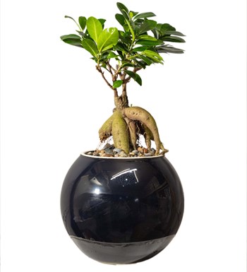 Ficus Bonsai Siyah Seramik Vazoda