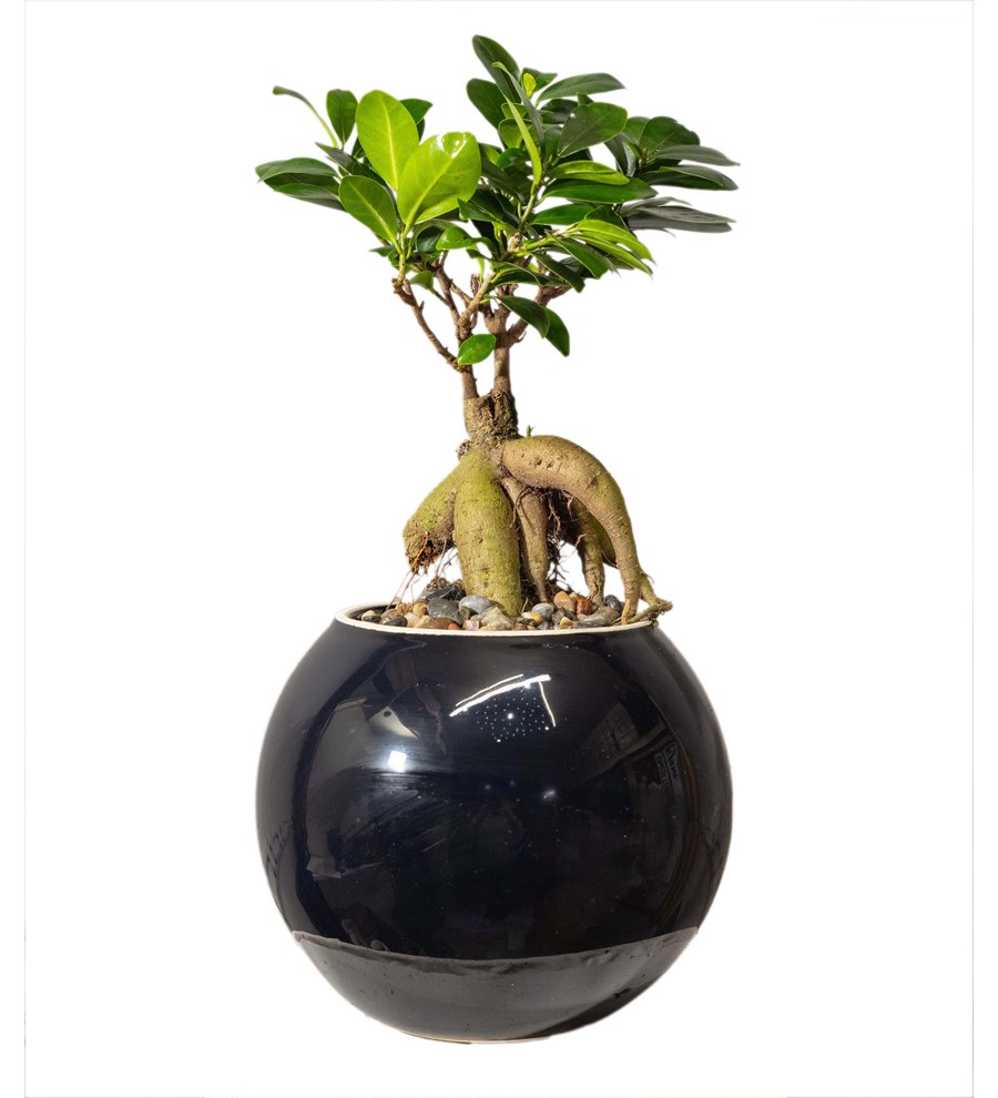 Ficus Bonsai Siyah Seramik Vazoda