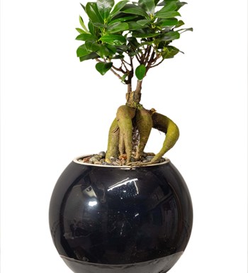 Ficus Bonsai Siyah Seramik Vazoda