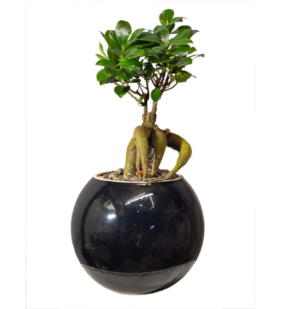 Ficus Bonsai Siyah Seramik Vazoda