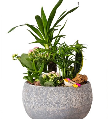 Yucca ve Sukulent Bahçesi