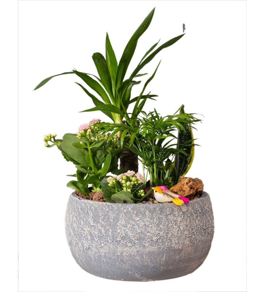 Yucca ve Sukulent Bahçesi