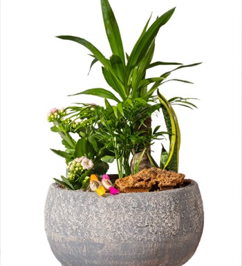 Yucca ve Sukulent Bahçesi