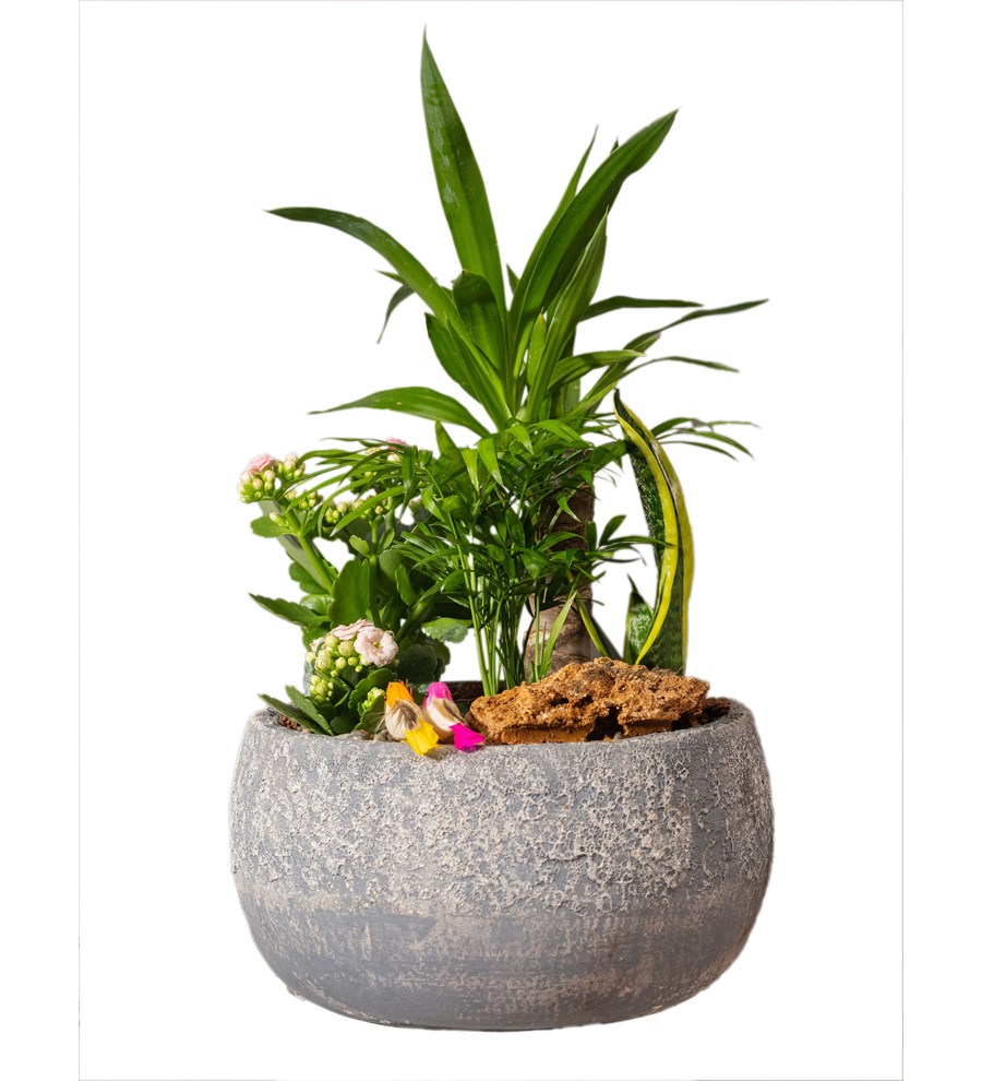 Yucca ve Sukulent Bahçesi