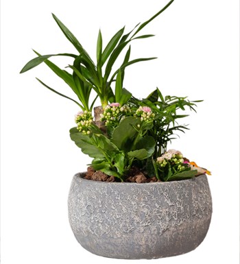 Yucca ve Sukulent Bahçesi