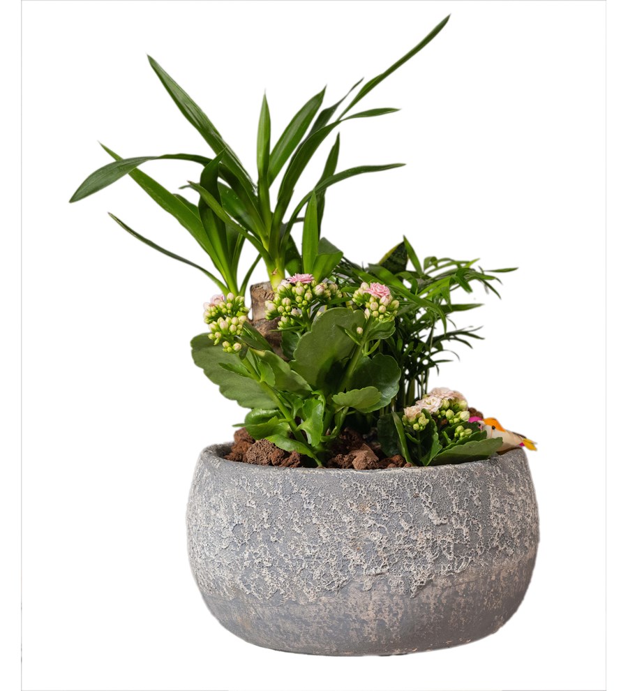 Yucca ve Sukulent Bahçesi