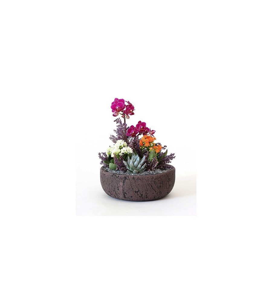 Eskitme Saksıda Mini Orkide Bahçesi