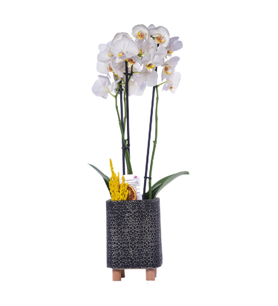 Çiçek Motifli Saksıda Beyaz İki Dal Orkide