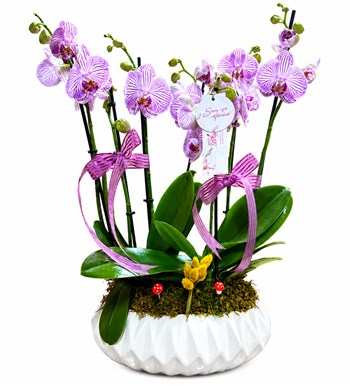 Lilyana Flowers - 6 Dallı Pembe Çizgili Deluxe Orkide
