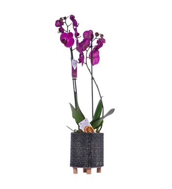 Çiçek Motifli Saksıda Mor İki Dal Orkide