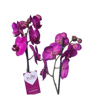Çiçek Motifli Saksıda Mor İki Dal Orkide