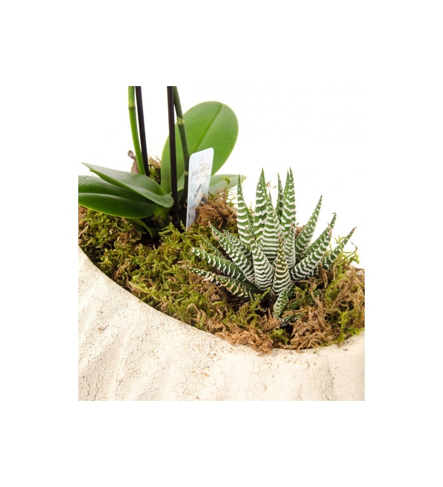 Mini Orkide ve Howarthia