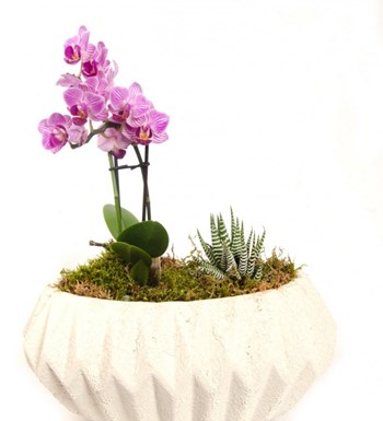Mini Orkide ve Howarthia