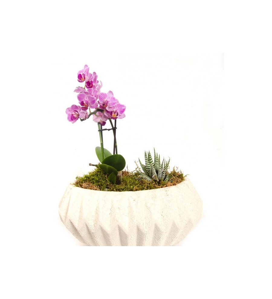Mini Orkide ve Howarthia
