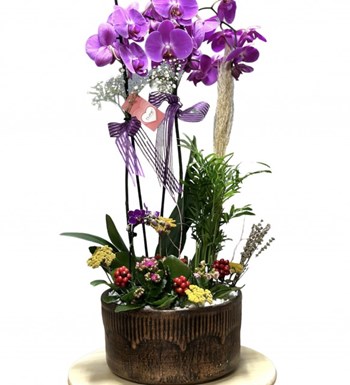 New Orchid of The New Year