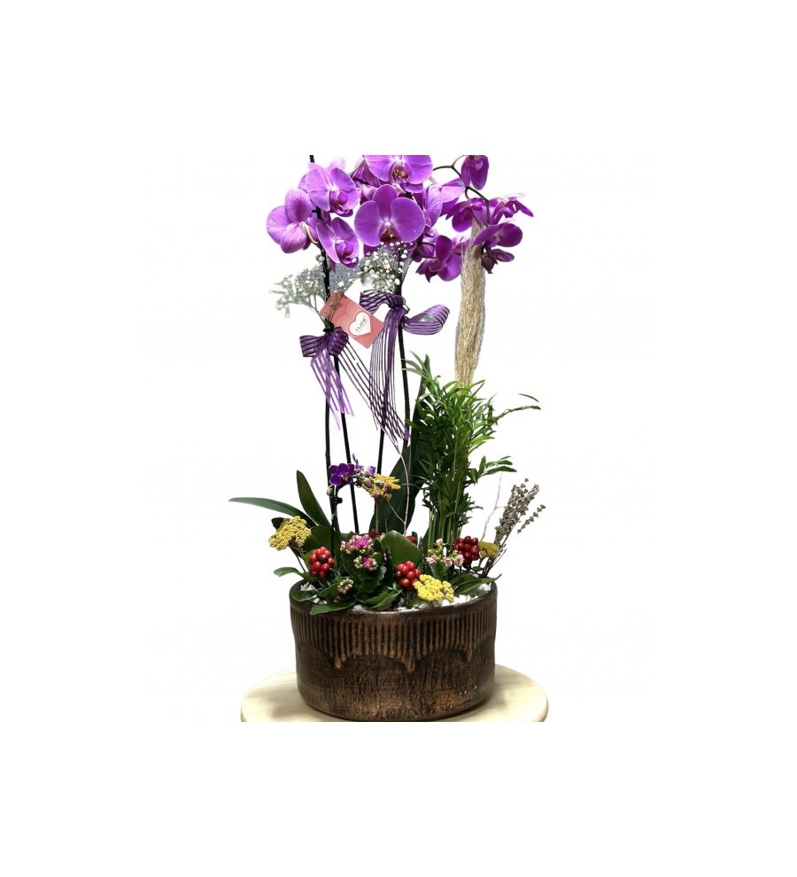 New Orchid of The New Year