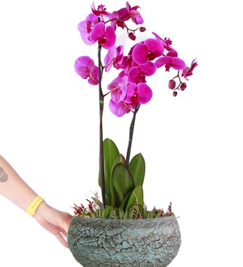 Magnificent Serisi - Premium İthal 80 cm Çift Dal Mor Orkide Tasarım