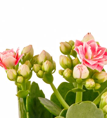 Kayıp Hazineler Serisi Kalanchoe Teraryum