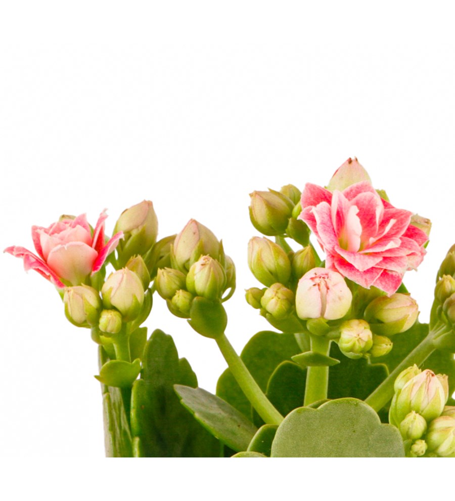 Kayıp Hazineler Serisi Kalanchoe Teraryum