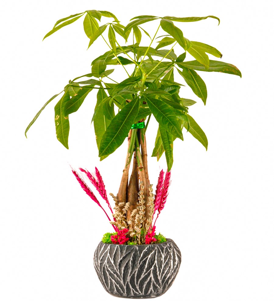 Oak Saksıda Pachira Tasarım