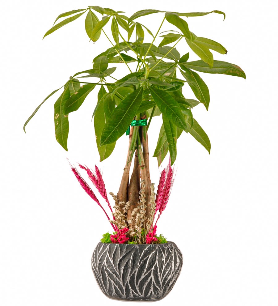 Oak Saksıda Pachira Tasarım