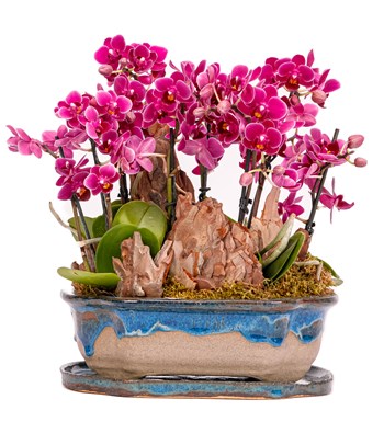 Art of Ceramic Series - Mini Mor Orkideler 