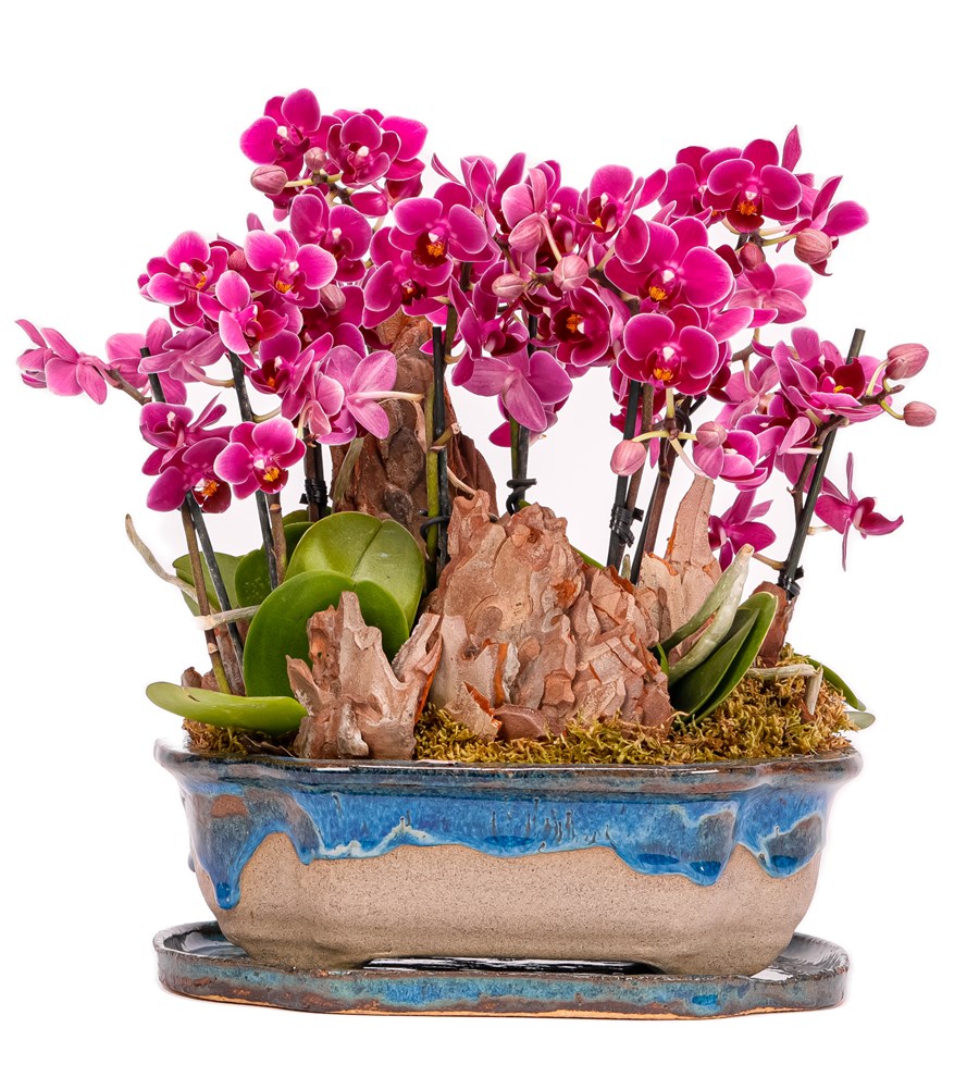 Art of Ceramic Series - Mini Mor Orkideler 