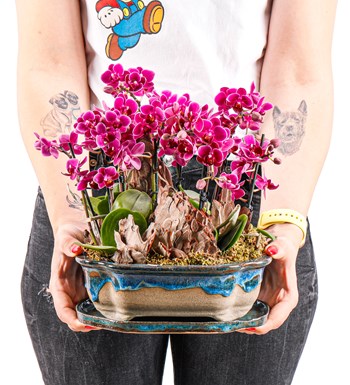 Art of Ceramic Series - Mini Mor Orkideler 