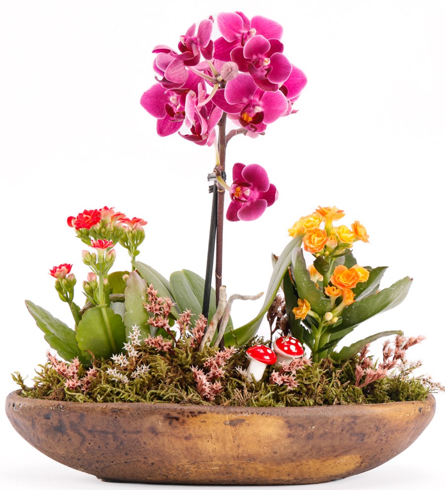 Dekor Serisi Mini Orkide ve Kalanchoe Tasarım