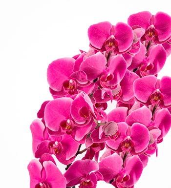 Pembe Orkide - Mix Krizantem ve Lilyum Tasarım Magnificent Serisi 