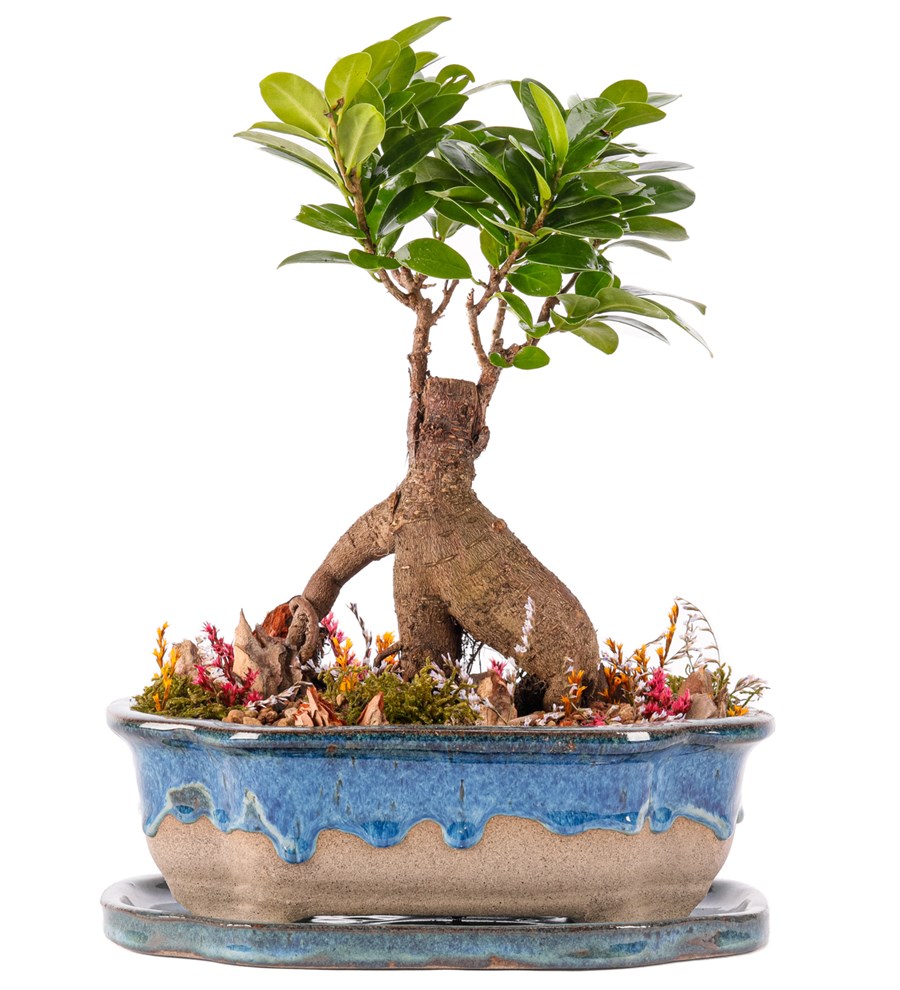 Art of Ceramic Series - Ficus Ginseng Bonsai Tasarım 