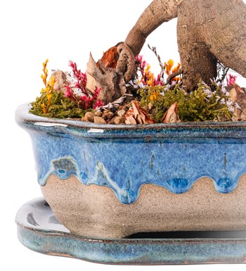 Art of Ceramic Series - Ficus Ginseng Bonsai Tasarım 